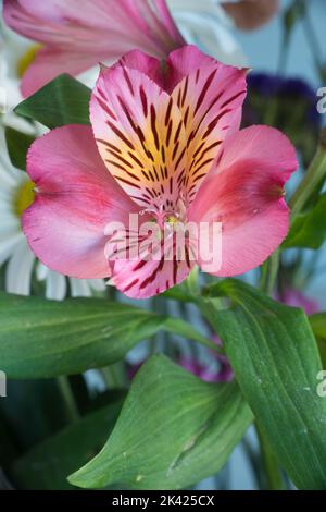 Uno di mazzo di negozi ha comprato giglio peruviano rosa seduto sul mio tavolo da cucina. Foto Stock