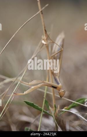 mantis religiosa marrone che si nasconde nell'erba Foto Stock