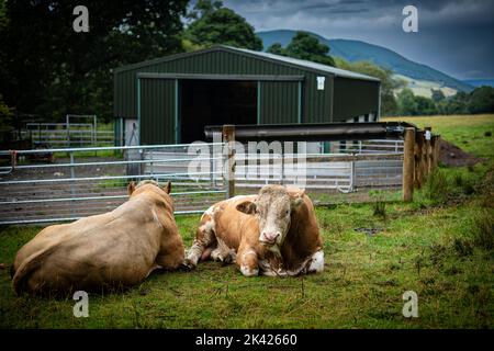 Ho passato questi due tori per un buon paio di giorni ora, hanno preso la residenza in un angolo del campo dalla strada ed è stato sul mio Foto Stock