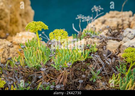 Crithmum maritimum o comunemente noto come Rock Samphire che cresce sulle scogliere della costa in Algarve, Portogallo. Foto Stock