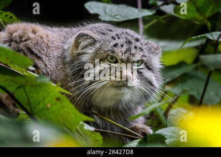 Gatto di Pallas / manul (Otocolobus manul) gatto selvatico originario del Caucaso, Asia centrale, Mongolia e l'altopiano tibetano Foto Stock