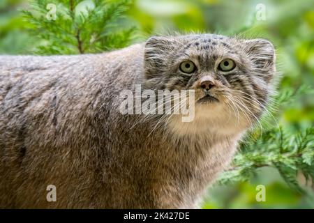 Gatto di Pallas / manul (Otocolobus manul) gatto selvatico originario del Caucaso, Asia centrale, Mongolia e l'altopiano tibetano Foto Stock