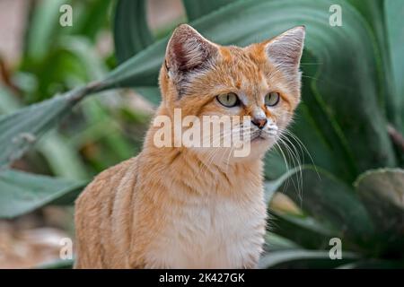 Gatto di sabbia (Felis margarita), gatto selvatico originario dei deserti sabbiosi e rocciosi del Nord Africa, della Penisola Araba, del Pakistan e del Medio Oriente Foto Stock