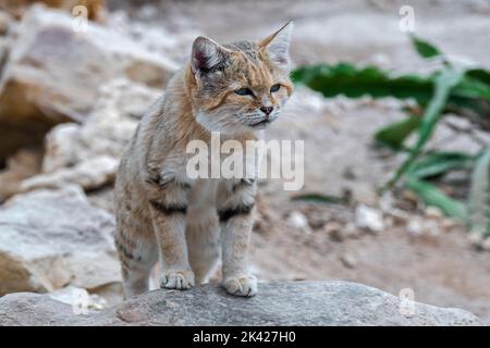 Gatto di sabbia (Felis margarita), gatto selvatico originario dei deserti sabbiosi e rocciosi del Nord Africa, della Penisola Araba, del Pakistan e del Medio Oriente Foto Stock