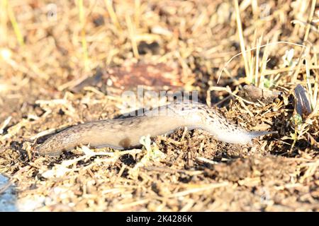 grande slug grigio o slug leopardo sulla sua via di uscita dal sole Foto Stock