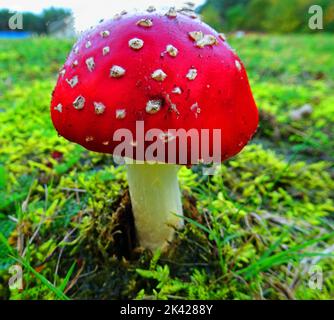 Una mosca agarica in piedi in un bordo mossy Foto Stock