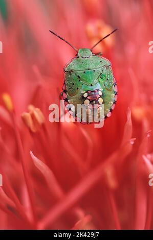 Bug verde meridionale (viridula Nezara) su fiore. Quinto instar Foto Stock