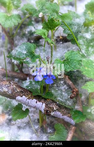 Edera macinata (Glechoma hederacea). Fiore in lanugine bianche di pioppo Foto Stock