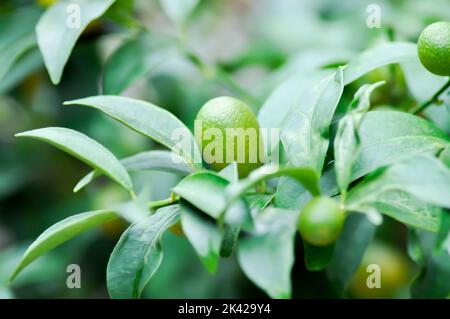 Agrumi Japonica Thunb o Kumquat , Kumquat pianta o Cumquats o Citrus Japonica Thunb o RUTACEAE pianta Foto Stock