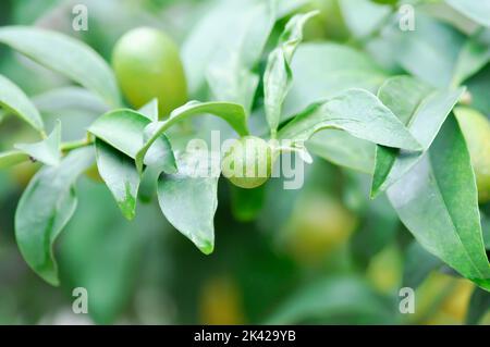 Agrumi Japonica Thunb o Kumquat , Kumquat pianta o Cumquats o Citrus Japonica Thunb o RUTACEAE pianta Foto Stock