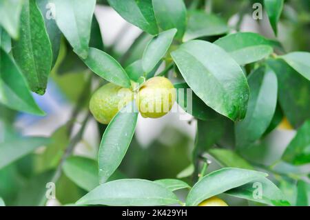 Agrumi Japonica Thunb o Kumquat , Kumquat pianta o Cumquats o Citrus Japonica Thunb o RUTACEAE pianta Foto Stock