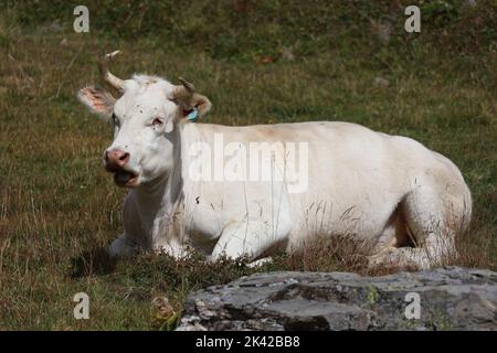 vacca bianca charolais nelle alpi Foto Stock