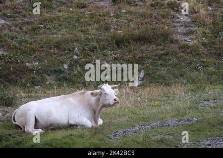 vacca bianca charolais nelle alpi Foto Stock