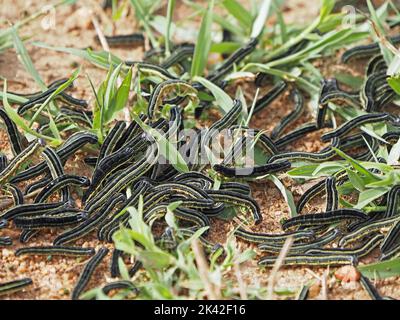 Versione gregaria del worm africano (Spodoptera exexexexexexexelta) moth parassiti bruco che divorano le colture degli agricoltori - in Masai Mara conservazioni, Kenya, Africa Foto Stock