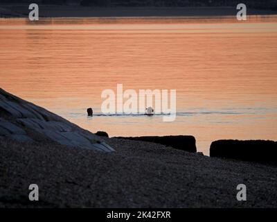 Sheerness, Kent, Regno Unito. 29th Set, 2022. UK Weather: Un tramonto mozzafiato alla fine di una bella giornata di settembre a Sheerness, Kent. Credit: James Bell/Alamy Live News Foto Stock