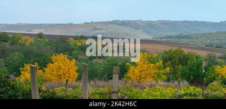 Paesaggio bello inizio autunno campagna settembre, foresta con alberi di noce giallo, verde e marrone natura piccolo vigneto villaggio Foto Stock