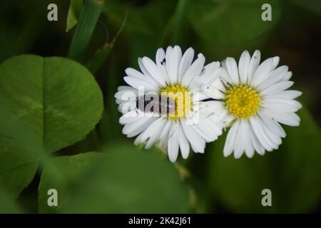 Assel su un fiore daisy Foto Stock