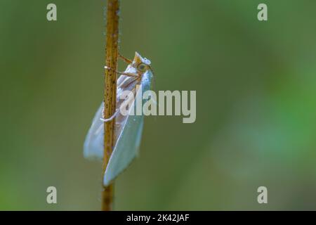 Tonalità argento Moth su un gambo di erba Foto Stock