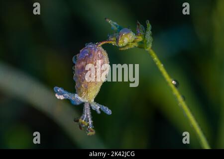 Vescica Campion pianta nella rugiada del mattino Foto Stock