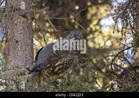 Abete rosso Grouse, Falcipennis canadensis, uccello selvatico a Yukon, Canada Foto Stock
