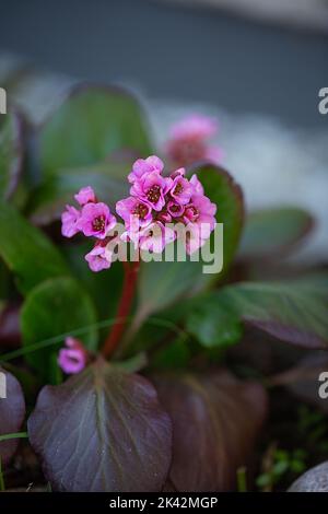 Primo piano di Bergenia crassifolia badan fiorito nel giardino primaverile Foto Stock