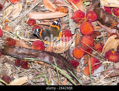 Corbezzolo, Arbutus unedo Foto Stock