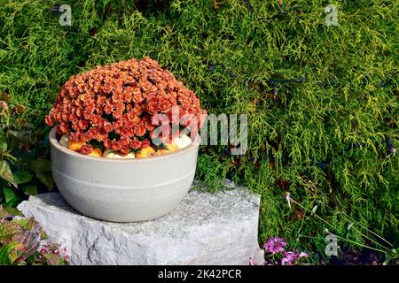 Zucche colorate, zucche e mamme creano un lussuoso ambiente di Halloween e di ringraziamento. Foto Stock