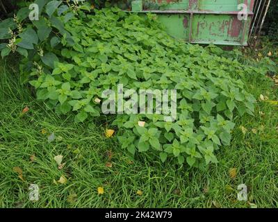 Giovani piante di ortica tra l'erba durante l'estate con piccole goccioline d'acqua sulle piante intorno Foto Stock