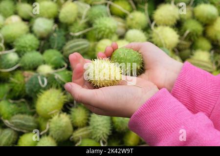 Le mani del bambino che tengono Cucamis anguria, il cackrey, i colori verdi della zucca dell'India occidentale con le strisce. Esposizione e vendita Foto Stock