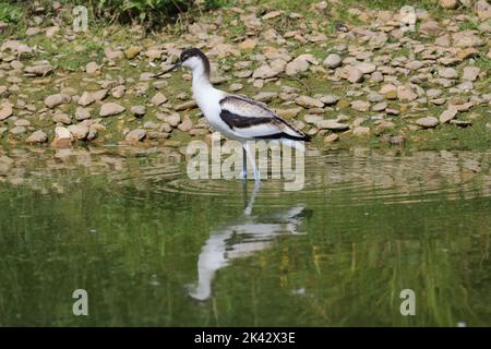 Avocet, Recurvirostra avosetta, a Slimbrdge WWT. L'avocet è un wader bianco e nero con motivi distintivi e un lungo becco ricurvo. Foto Stock