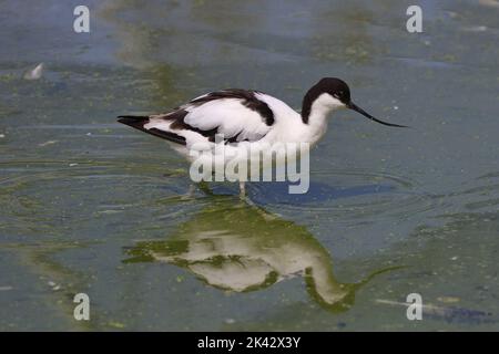 Avocet, Recurvirostra avosetta, a Slimbrdge WWT. L'avocet è un wader bianco e nero con motivi distintivi e un lungo becco ricurvo. Foto Stock