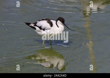 Avocet, Recurvirostra avosetta, a Slimbrdge WWT. L'avocet è un wader bianco e nero con motivi distintivi e un lungo becco ricurvo. Foto Stock