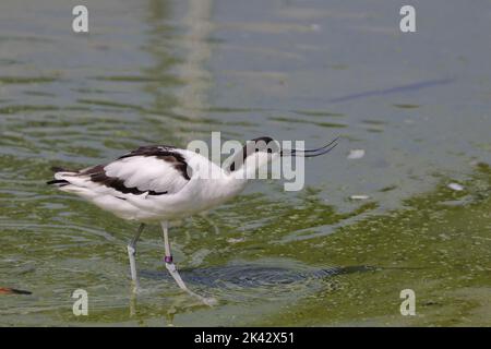 Avocet, Recurvirostra avosetta, a Slimbrdge WWT. L'avocet è un wader bianco e nero con motivi distintivi e un lungo becco ricurvo. Foto Stock