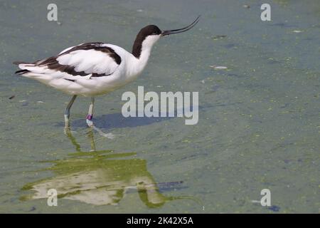 Avocet, Recurvirostra avosetta, a Slimbrdge WWT. L'avocet è un wader bianco e nero con motivi distintivi e un lungo becco ricurvo. Foto Stock