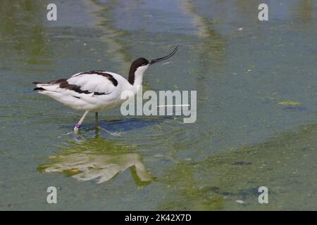 Avocet, Recurvirostra avosetta, a Slimbrdge WWT. L'avocet è un wader bianco e nero con motivi distintivi e un lungo becco ricurvo. Foto Stock