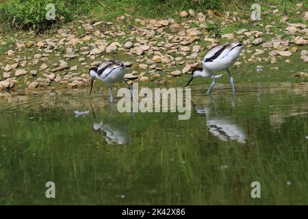 Avocet, Recurvirostra avosetta, a Slimbrdge WWT. L'avocet è un wader bianco e nero con motivi distintivi e un lungo becco ricurvo. Foto Stock