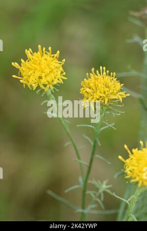 Goldilocks Aster - Galatella (Aster) linosyris Foto Stock