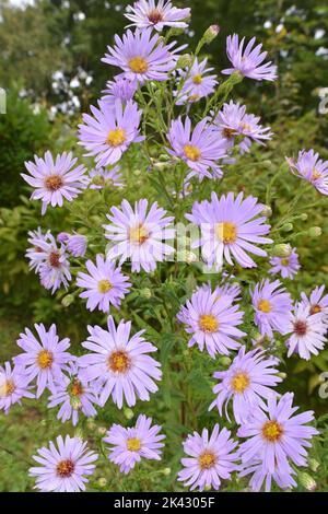 Michaelmas-margherita comune - Symphytotrichum x salignus Foto Stock