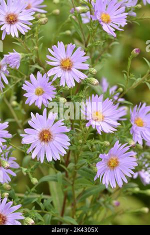 Michaelmas-margherita comune - Symphytotrichum x salignus Foto Stock