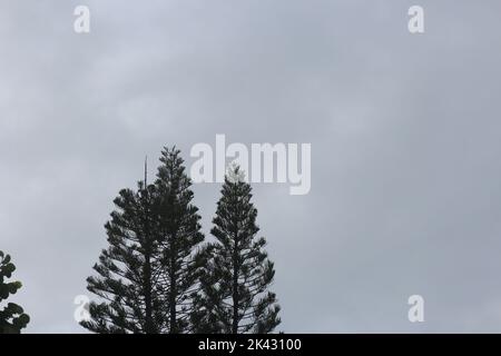 Alti pini su una carta da parati dal cielo cupo Foto Stock