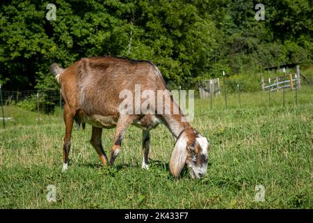 Capra nubiana bianca e marrone mangia erba verde in un pascolo in una fattoria circondata da alberi. Foto Stock