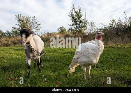 Paesaggio rurale con ampio breasted bianco domestico tacchino pascolo su erba verde nel prato, capra nel cortile di pollame su erba verde. Foto Stock