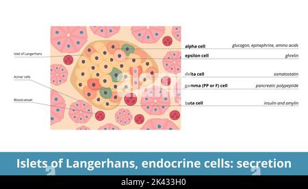 Isolotti di Langerhans, cellule endocrine: Secrezione. Cellule endocrine (alfa, beta, delta, PP o gamma, epsilon) di isolotti e la loro funzione di secrezione Illustrazione Vettoriale