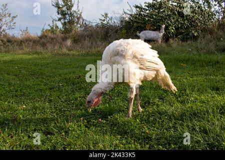 Paesaggio rurale con ampio breasted bianco domestico tacchino pascolo su erba verde nel prato, capra nel cortile di pollame su erba verde. Foto Stock