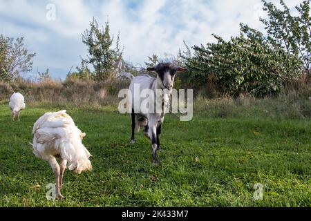 Paesaggio rurale con ampio breasted bianco domestico tacchino pascolo su erba verde nel prato, capra nel cortile di pollame su erba verde. Foto Stock