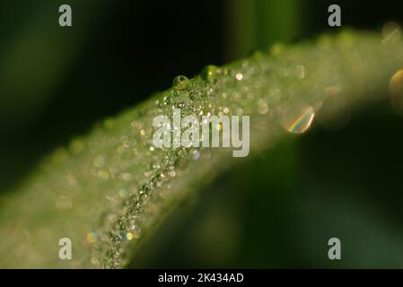 I dewdrops formano piccole sfere d'acqua sulle foglie nei giardini acquatici di Kenilworth. Foto Stock