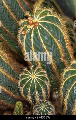 Steli di un Cactus a sfera (Parodia magnifica) Foto Stock