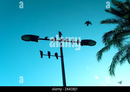 Silhouette uccelli su una lampada da strada su uno sfondo blu cielo. Foto Stock