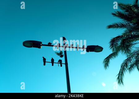 Silhouette uccelli su una lampada da strada su uno sfondo blu cielo. Foto Stock