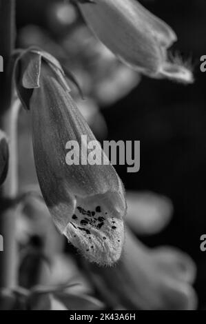 Fine Art Macro / primo piano di un fiore Woodland Beardtongue Foto Stock
